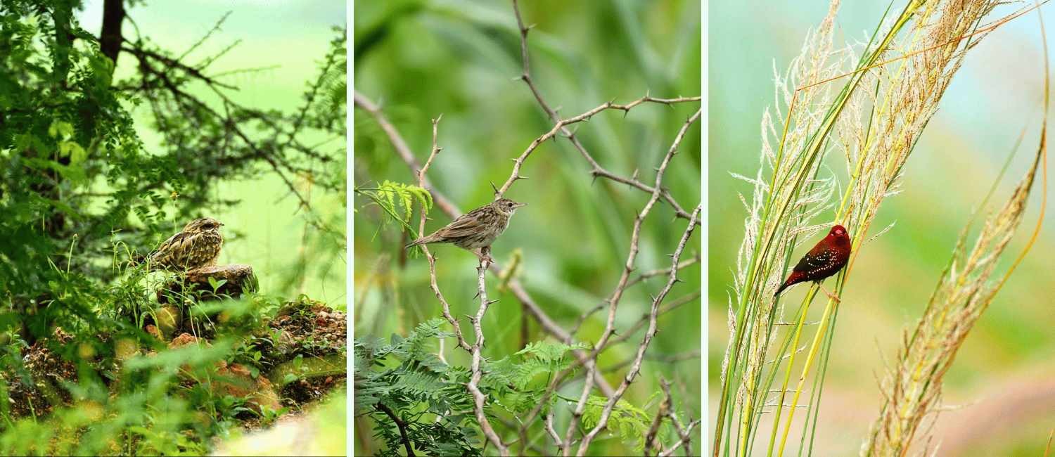 Birding In Delhi