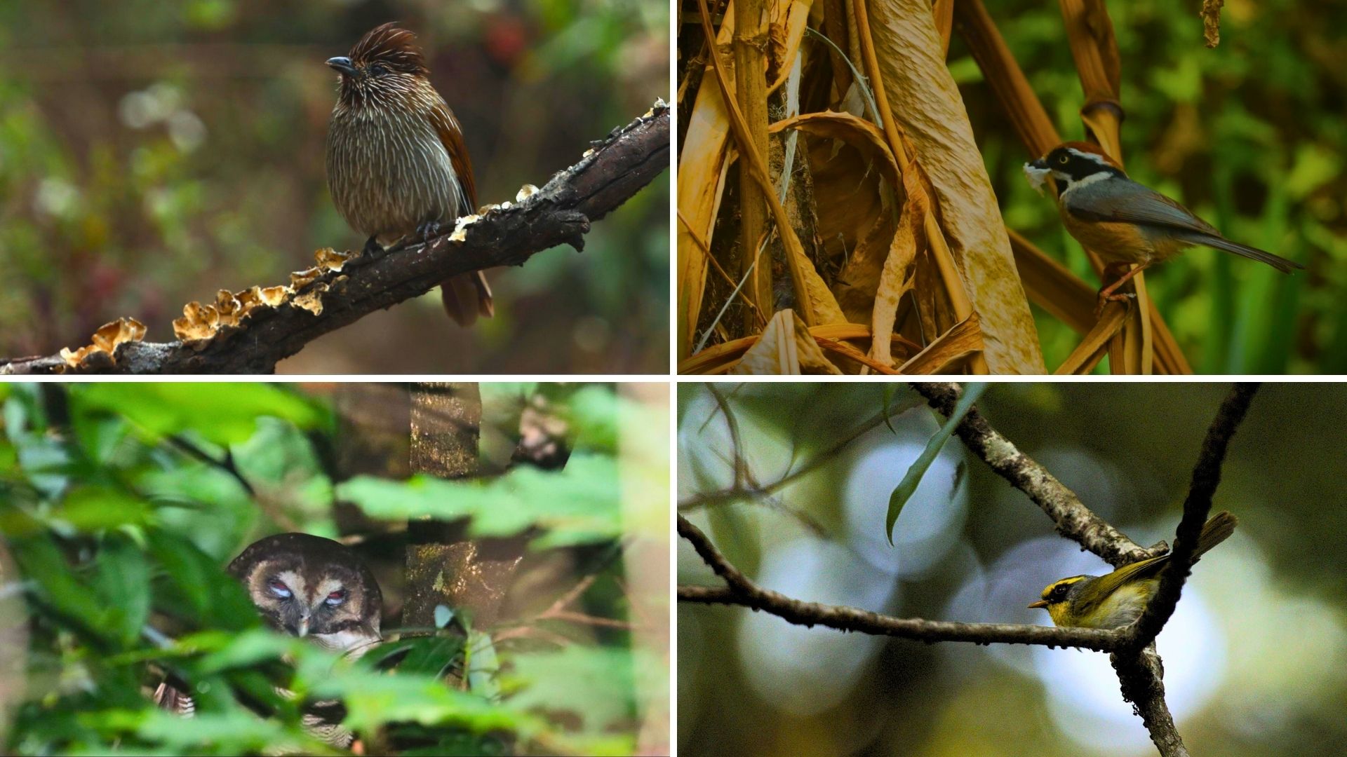 Birding In Monsoon