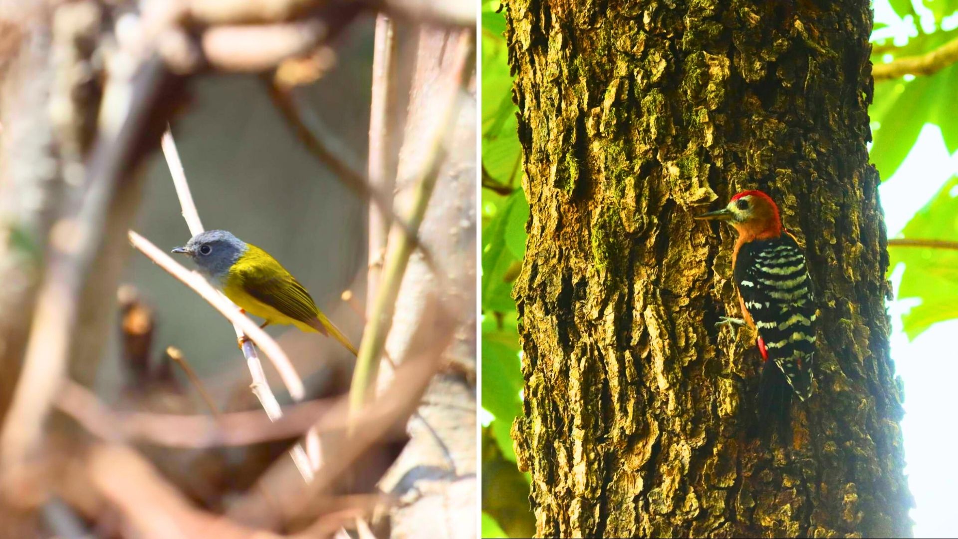 Birding In Sattal