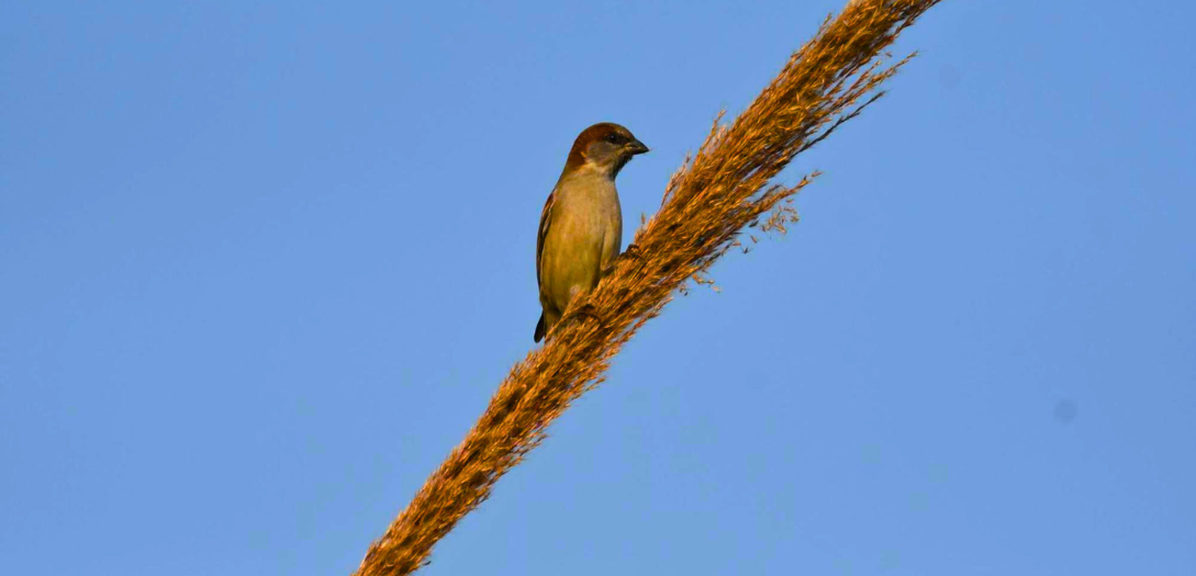 Birding In Sultanpur