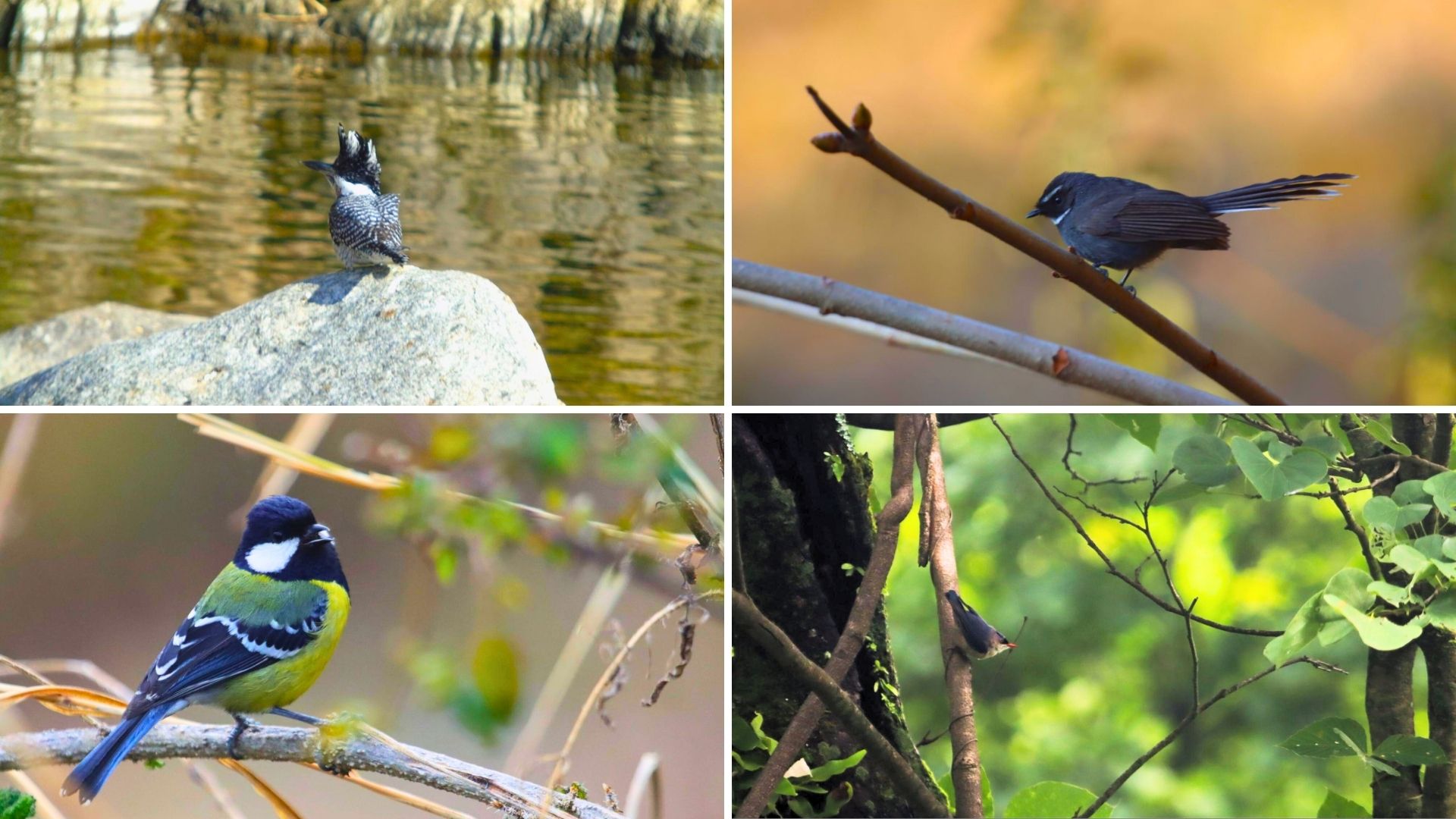 Birding In Uttrakhand