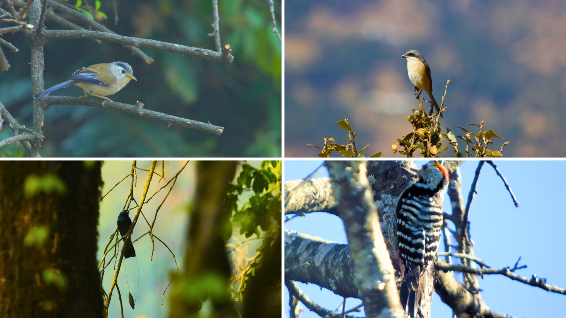 Birding Tour in Pangot