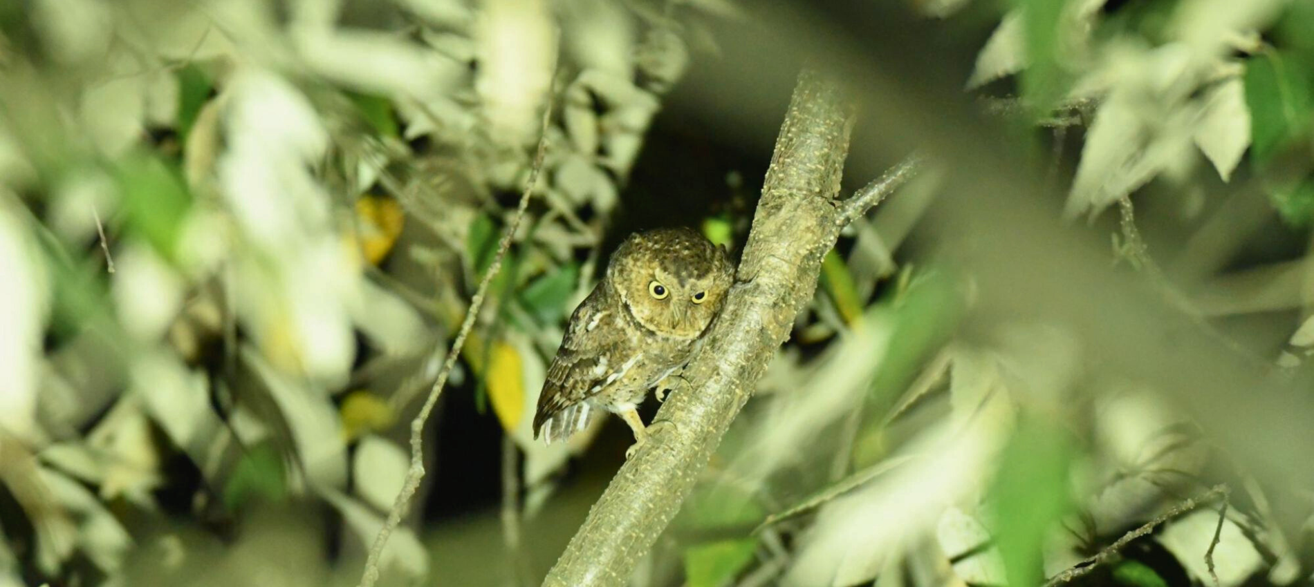 Birding in pangot