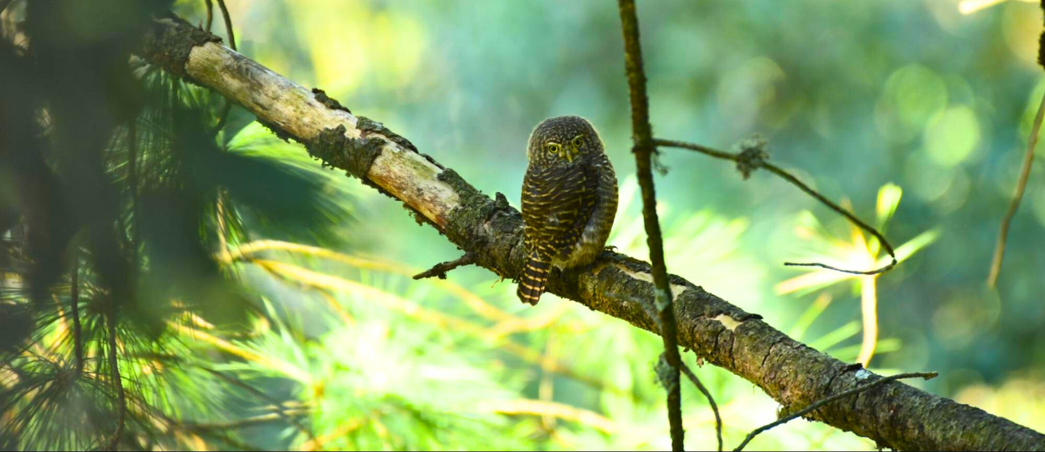 Birds Of Corbett