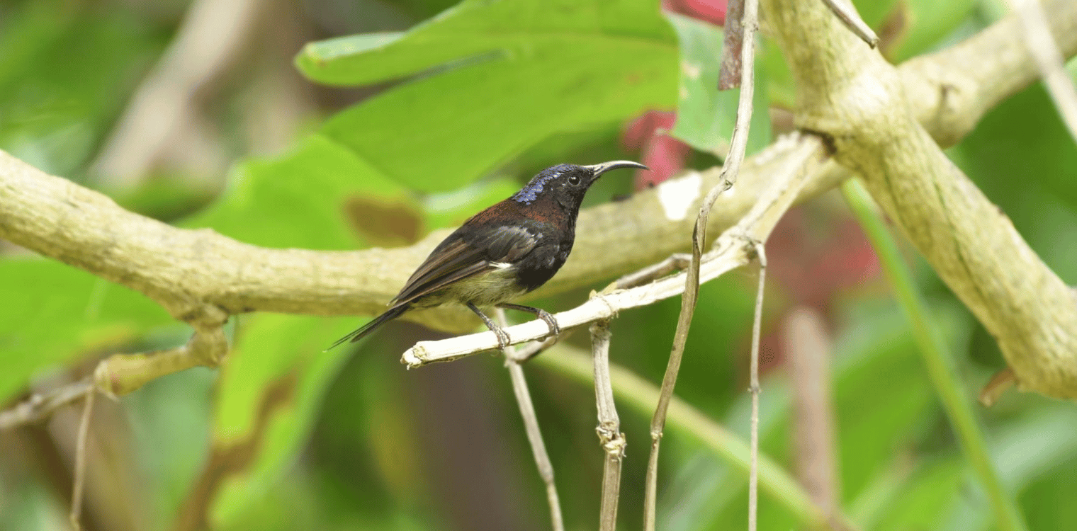 Black-throated sunbird