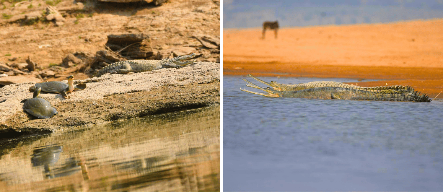 Chambal Safari