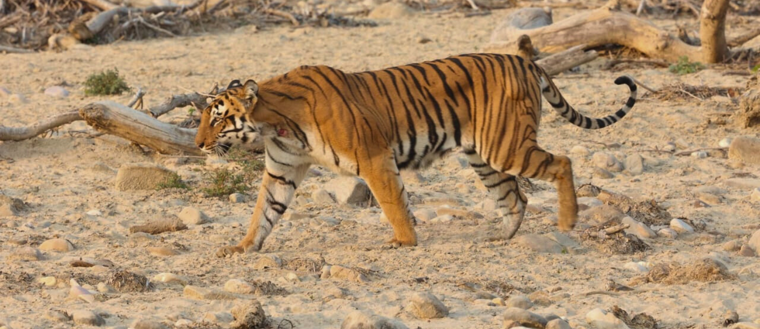 Corbett National Park