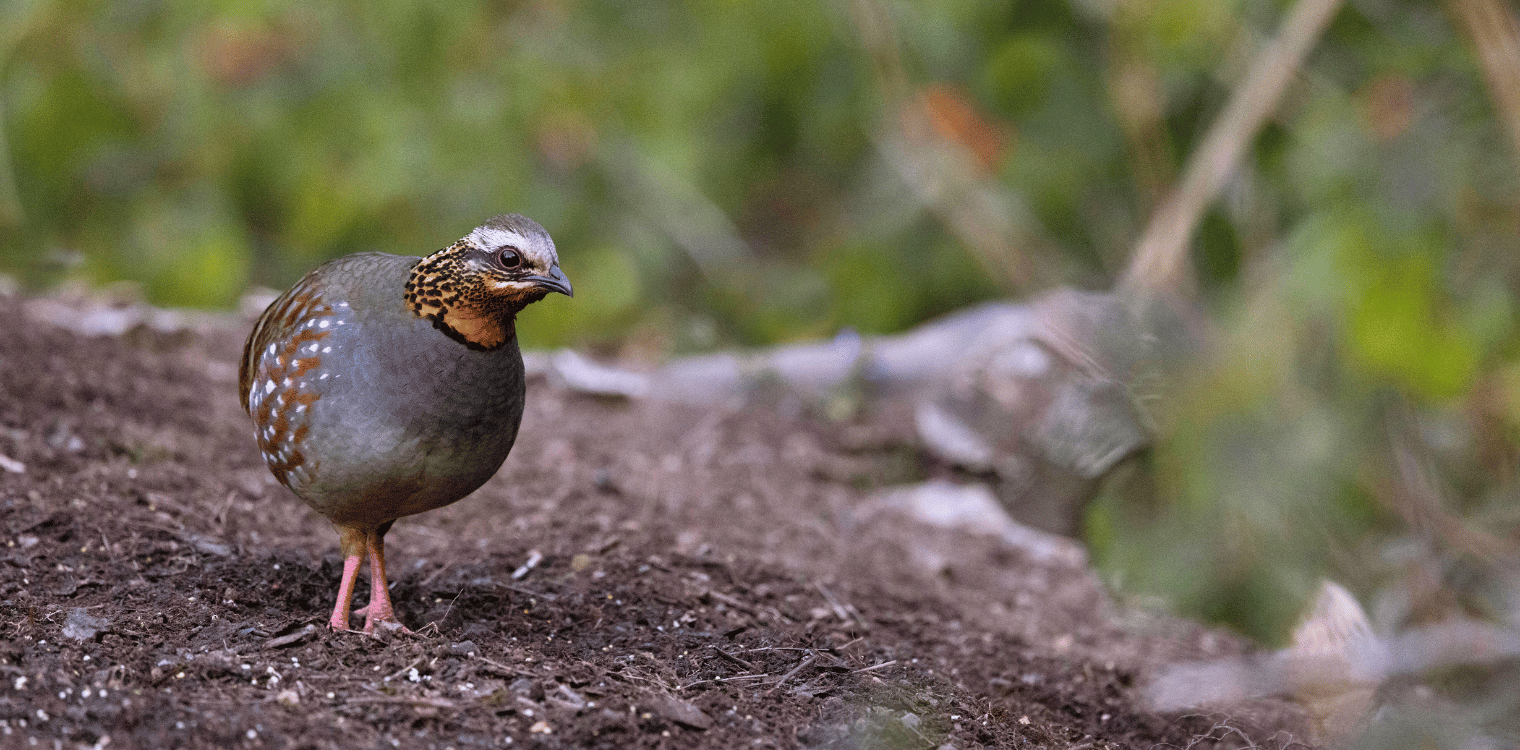 Hill partridge