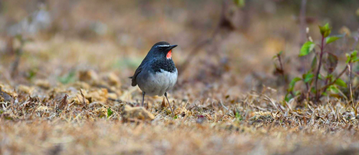 Himalayan Rubythroat