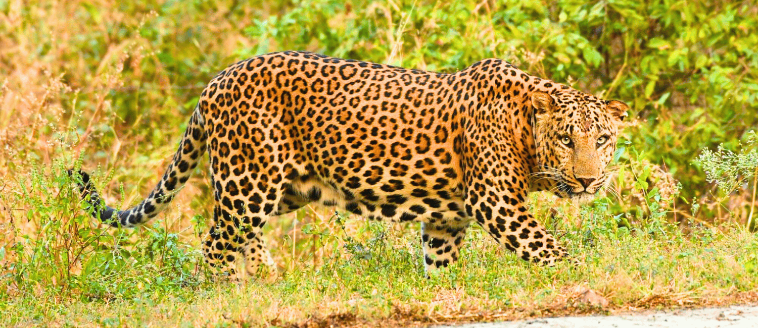 Jhalana Leopard Safari