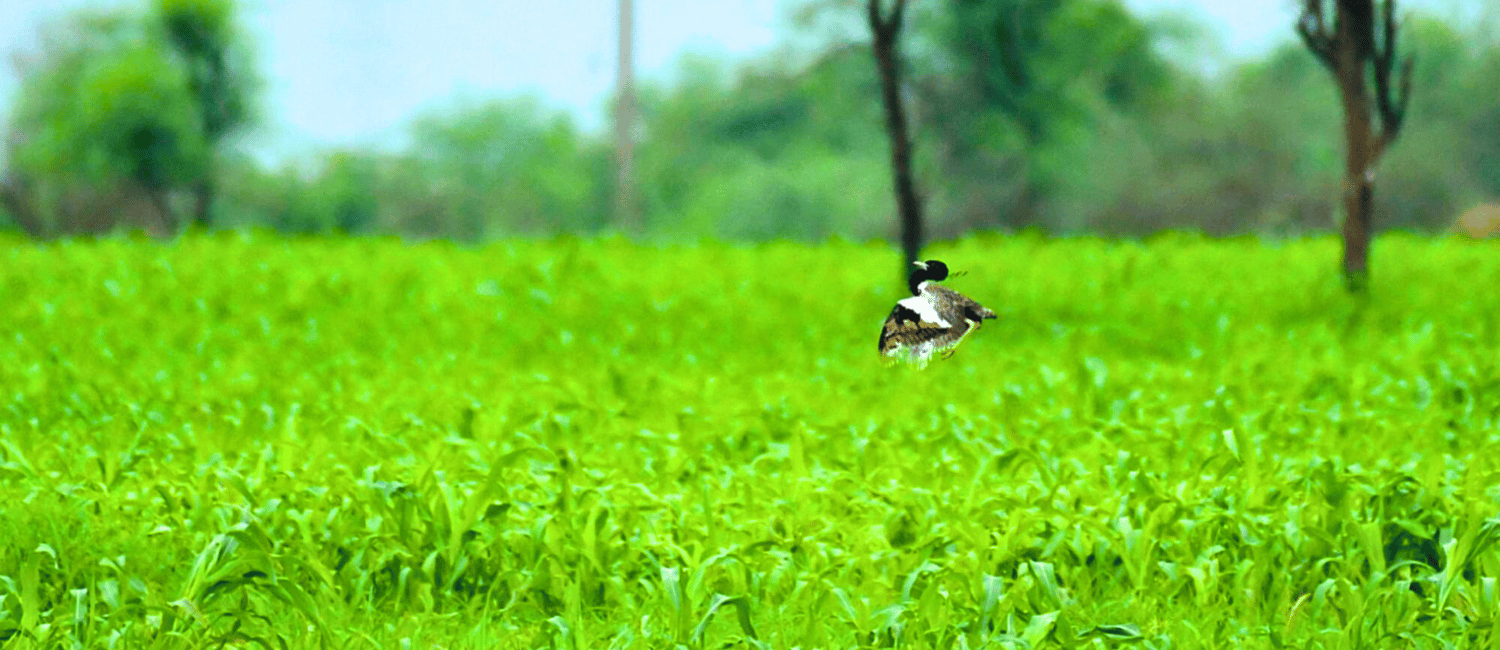 Lesser florican