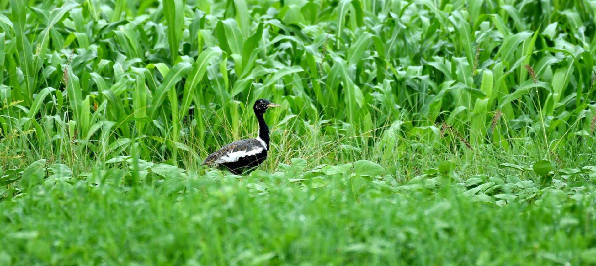 Lesser florican