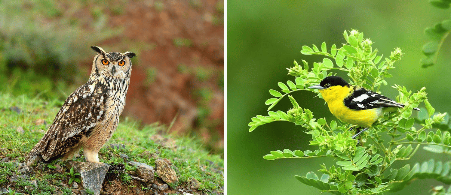 Monsoon Birding