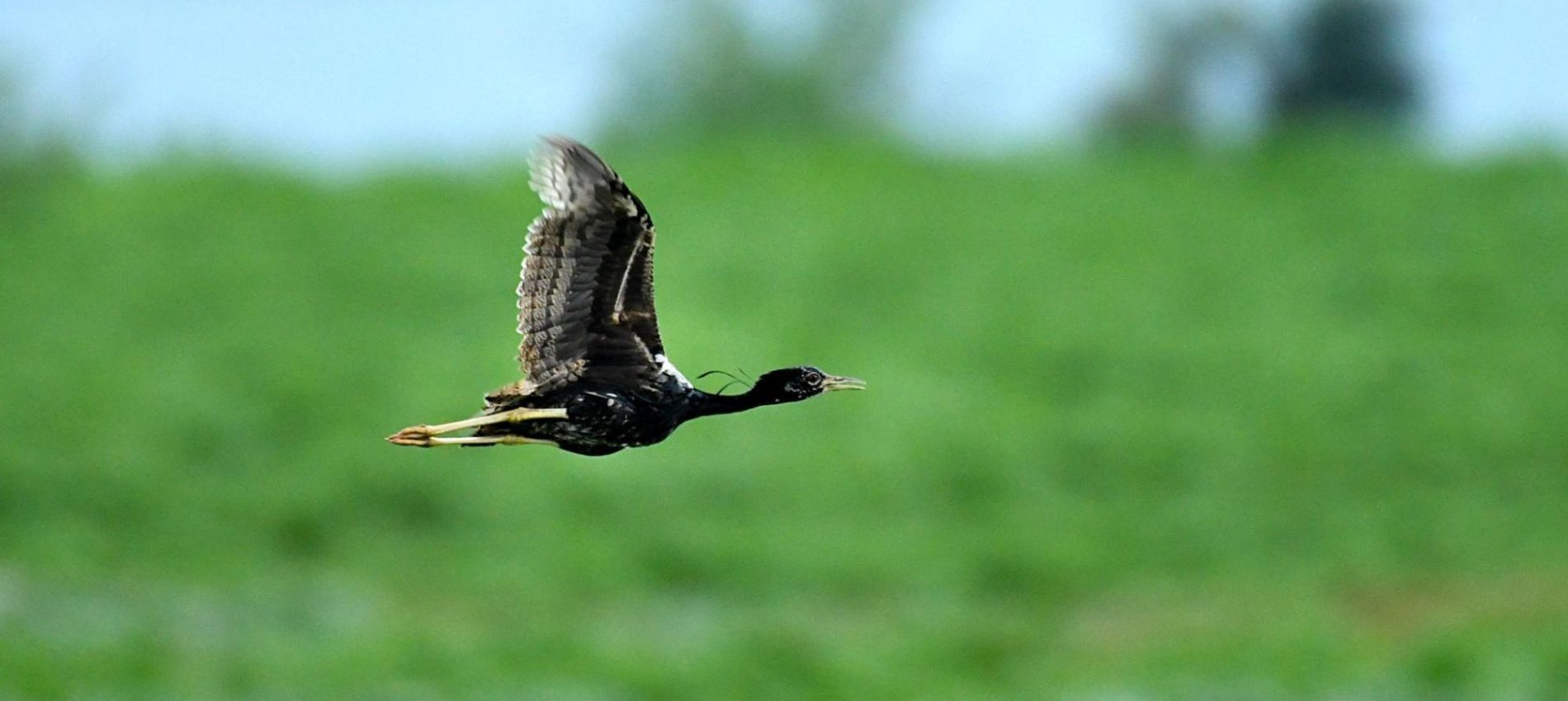 Monsoon Birding In Lesser florican