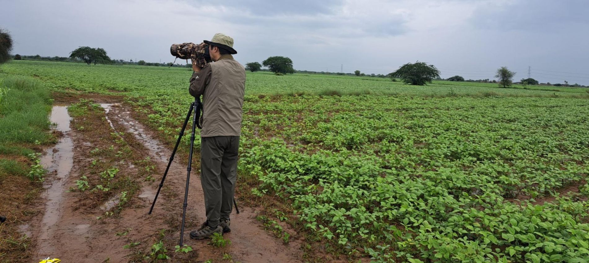 Monsoon Birding In Sonkhaliya