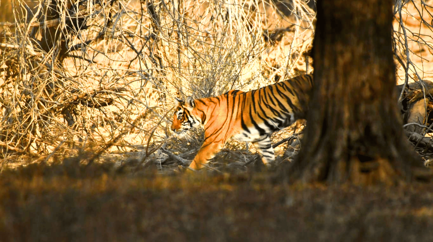 Ranthambhore Tiger Reserve