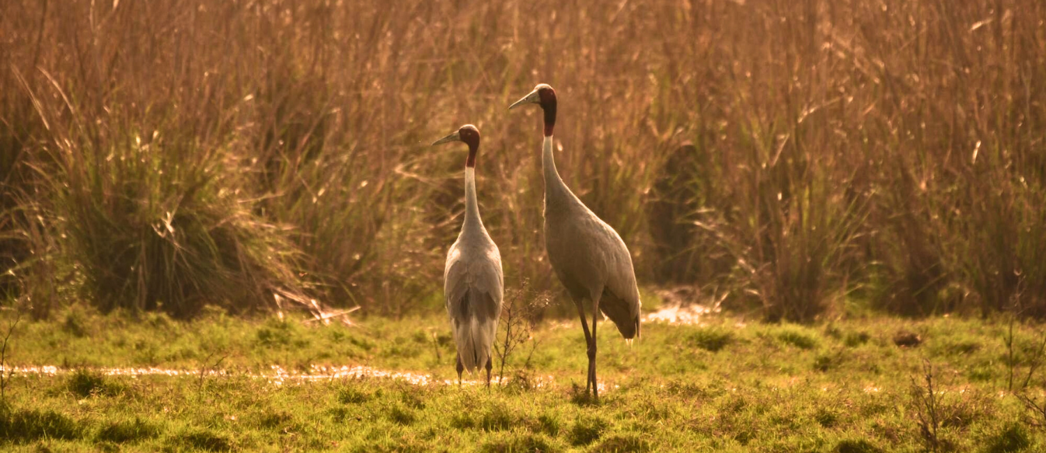 Sarus Crane