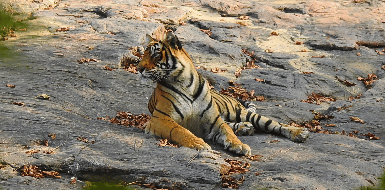 Tiger Safari at Corbett