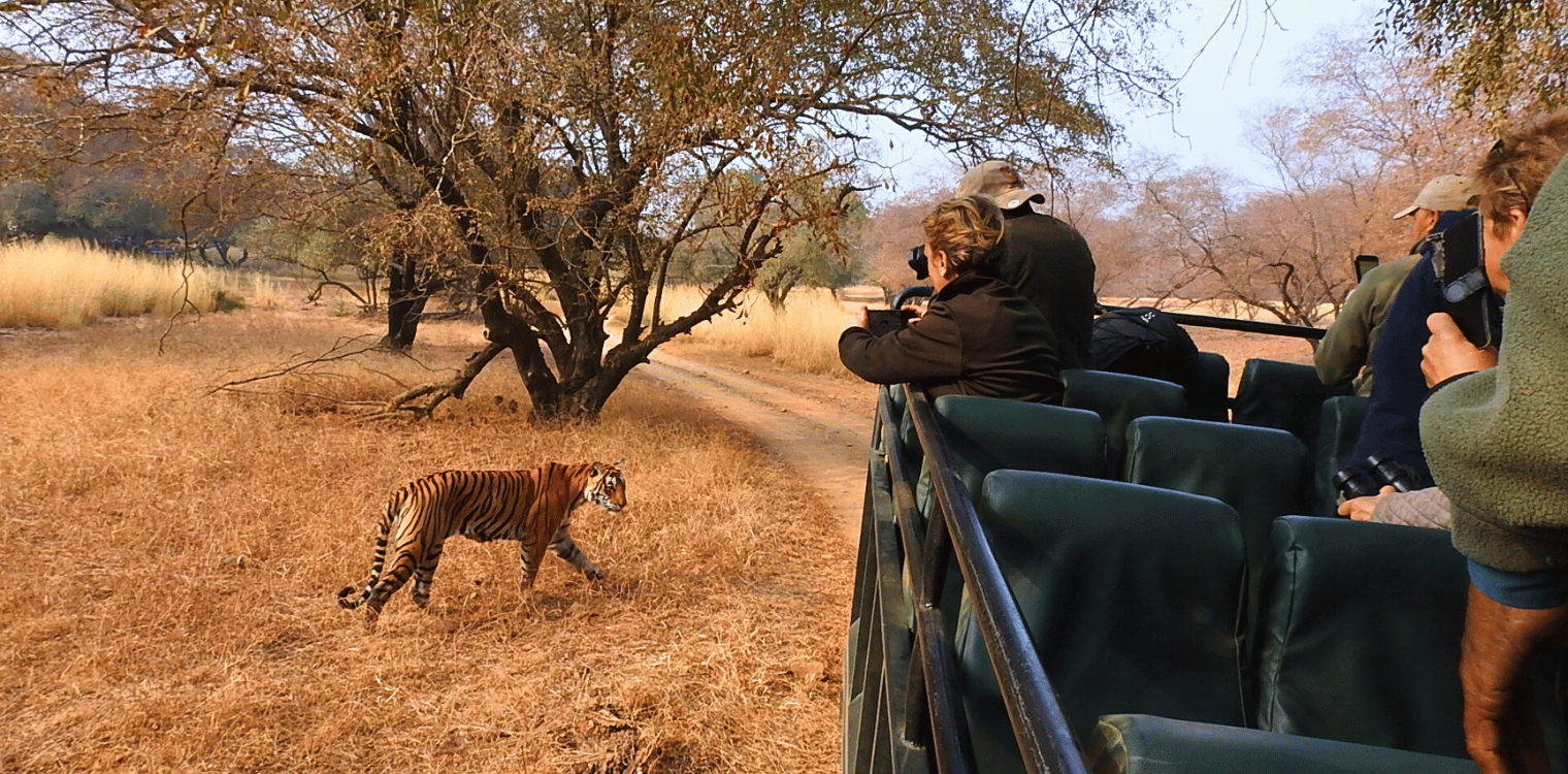 Tiger Safari at Ranthambhore