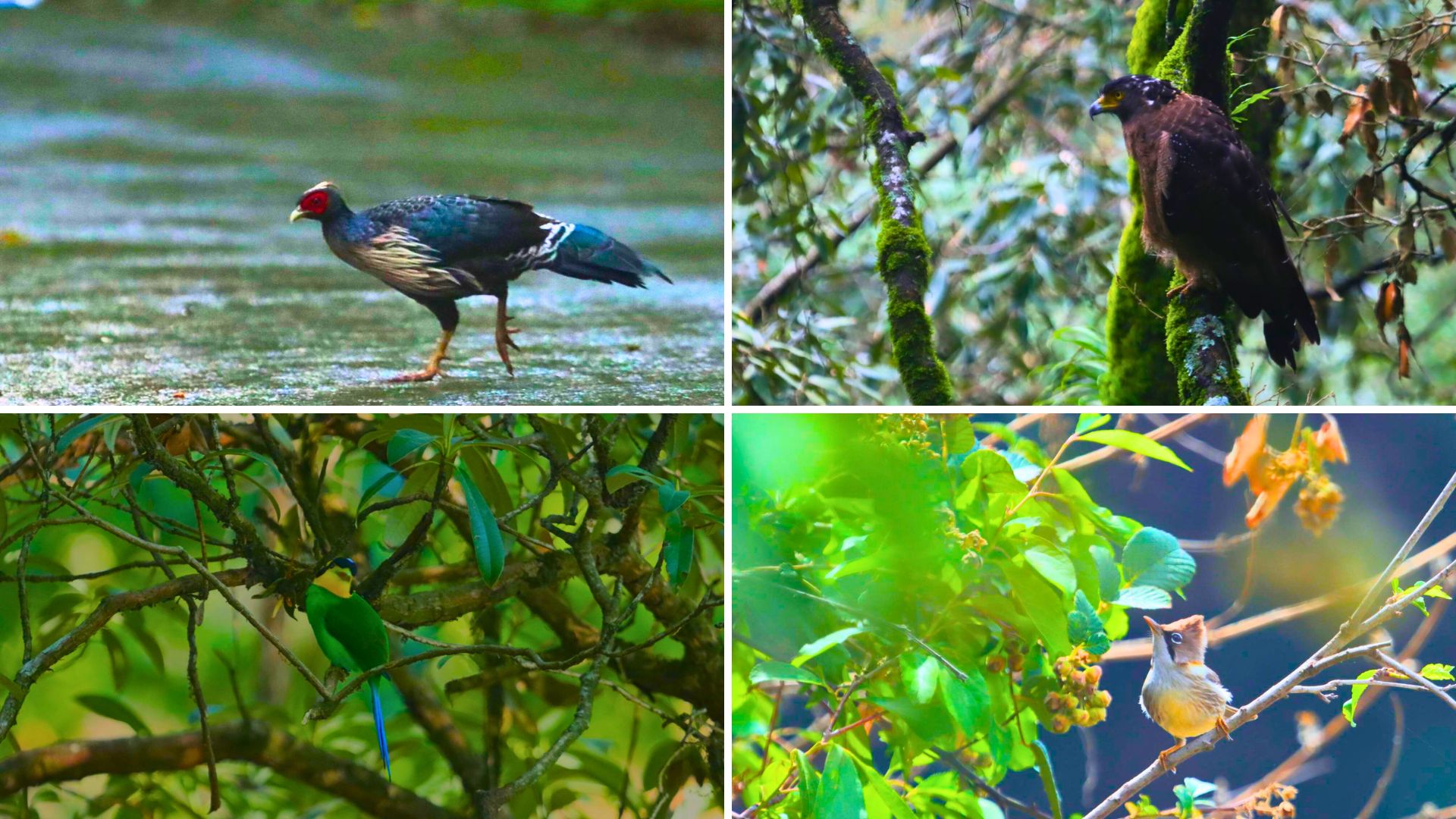 monsoon season in sattal