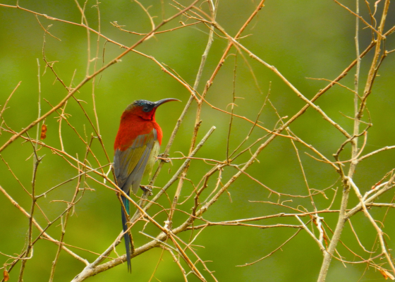 Best Time In Sattal Birding