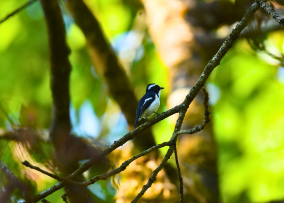 Birding In Sattal