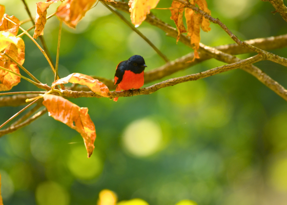 Birds Of Sattal