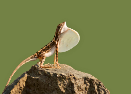 Herping Trail in Monsoon