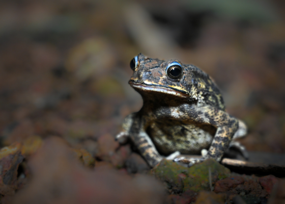 Herping Trail in Sasan Gir