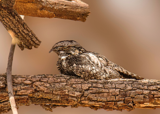 Jungle Nightjar