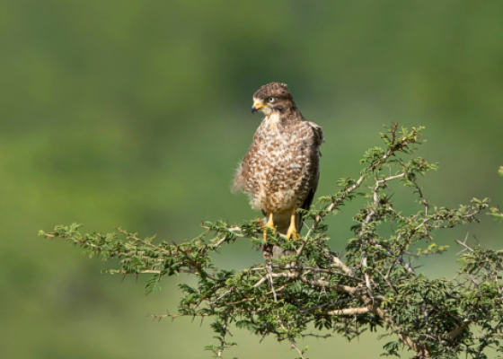 Tal Chhapar Sanctuary