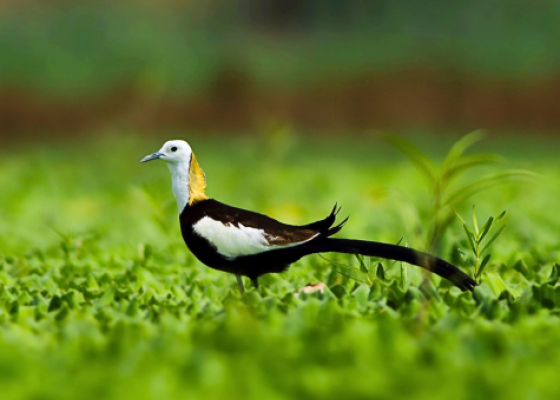 bharatpur bird sanctuary