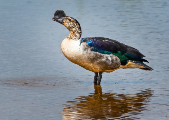 birding near bharatpur