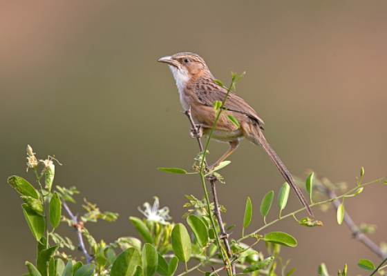 birds in tal chhapar