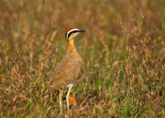 birding in tal chhapar