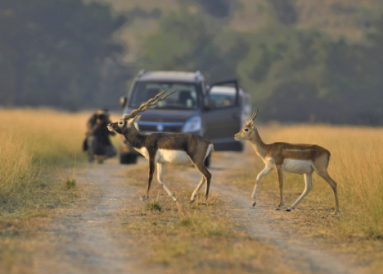 blackbuck safari