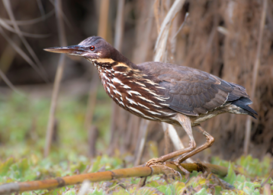 corbett birding