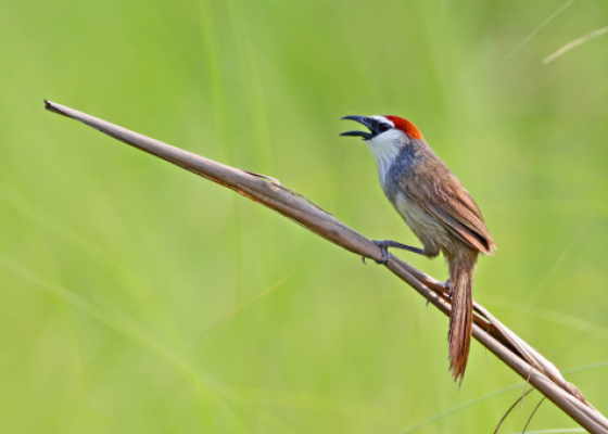 haiderpur wetland bijnor