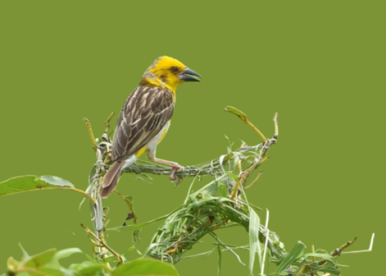 haiderpur wetland