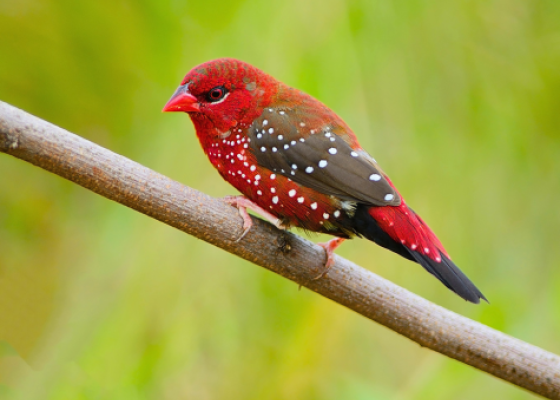 haripura birds sanctuary