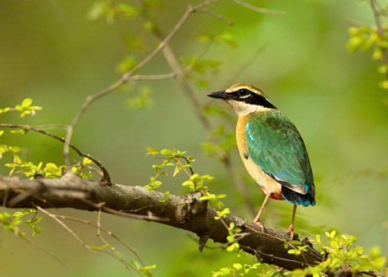 indian pitta jhalana safari jaipur