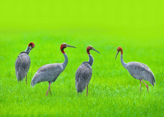 sarras crane watching