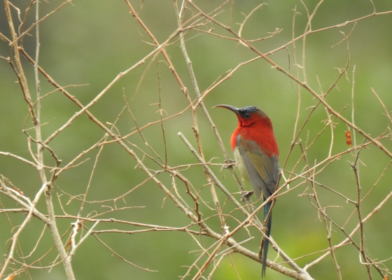 sattal bird photography