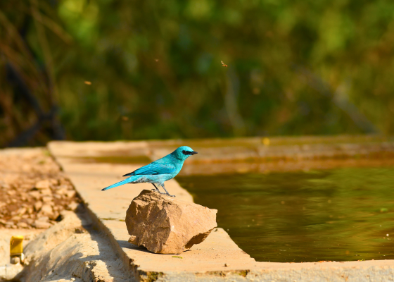 sattal bird sanctuary