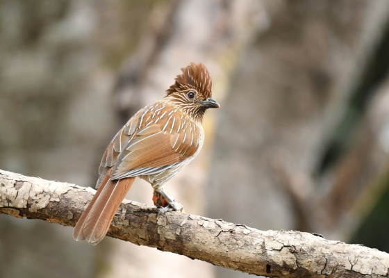 sattal birding tour packages