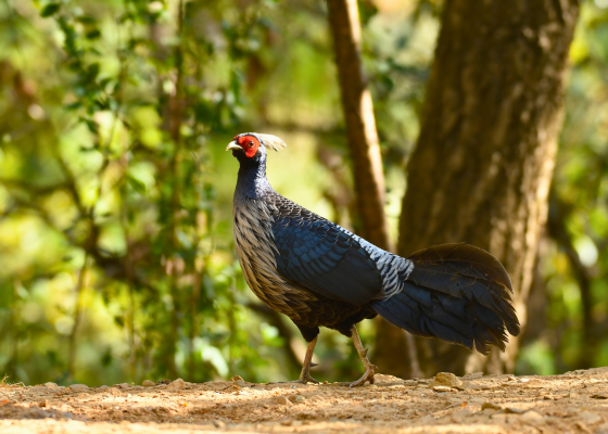 sattal birding tour packages