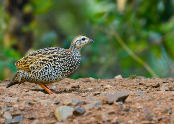 sattal birding tour