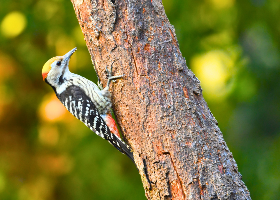 sattal birding tour