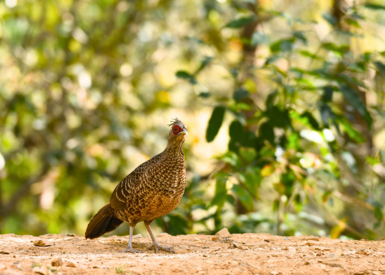 sattal studio bird photography