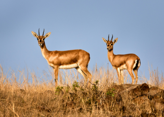 tal chappar wildlife sanctuary